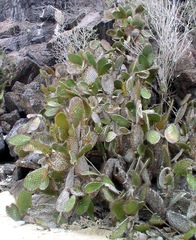 Opuntia helleri