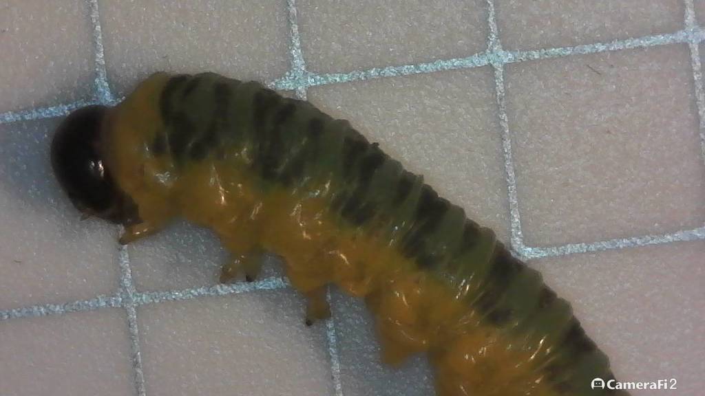 Tenthrède du cornouiller sur une plante