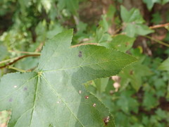 Cercospora liquidambaris