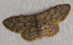 Idaea typicata