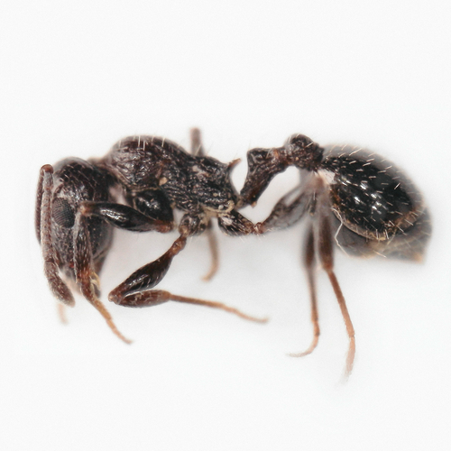 Temnothorax schaufussiTemnothorax schaufussi