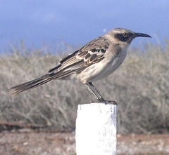 Mimus parvulus bauri