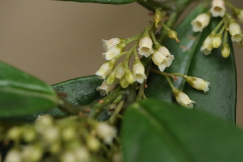 Image of Maesa japonica by no rights reserved