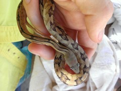 Bogertophis subocularis