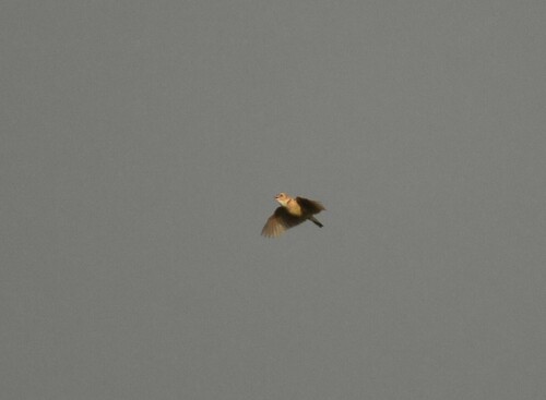 Melodious Lark (Mirafra cheniana), photo 4