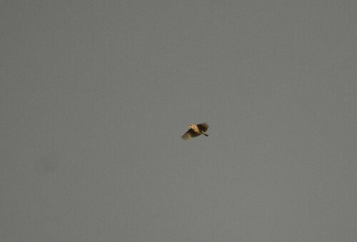 Melodious Lark (Mirafra cheniana), photo 8