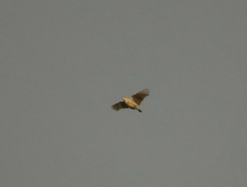 Melodious Lark (Mirafra cheniana), photo 2