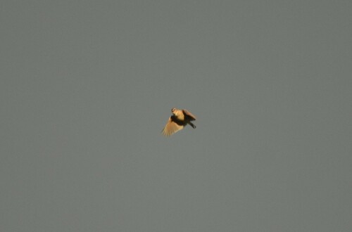 Melodious Lark (Mirafra cheniana), photo 6