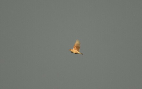 Melodious Lark (Mirafra cheniana), photo 7