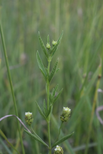 Lippia scaberrima, photograph 1
