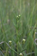 Lippia scaberrima, photograph (c) Justin Ponder, some rights reserved (CC BY)