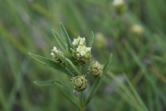 Lippia scaberrima