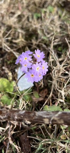 Primula denticulata, photograph 2