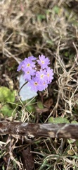 Primula denticulata, photograph Ben Lyle Bedard, CC BY, iNaturalist via GBIF