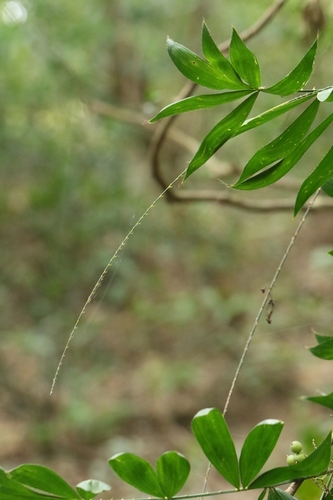 Image of Calamus tetradactylus by no rights reserved