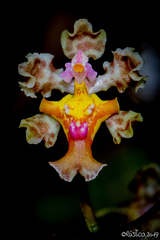 Trichocentrum oerstedii