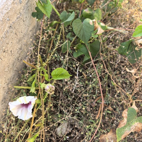 Image of Ipomoea muricata by no rights reserved