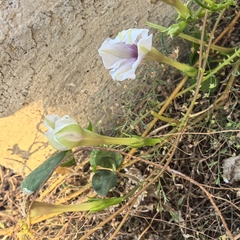 Ipomoea muricata, photograph author not stated, no rights reserved