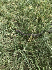 Thamnophis elegans vagrans