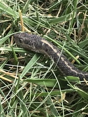 Thamnophis elegans vagrans