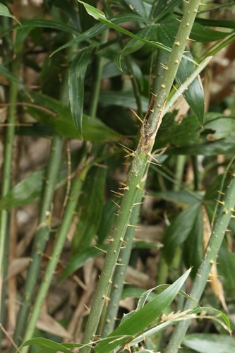 Image of Calamus tetradactylus by no rights reserved