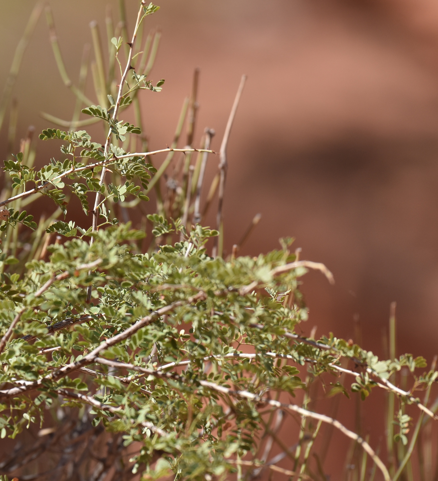 tumbleweed (Invasive Species of Texas) · iNaturalist, tumbleweed