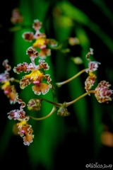 Trichocentrum oerstedii