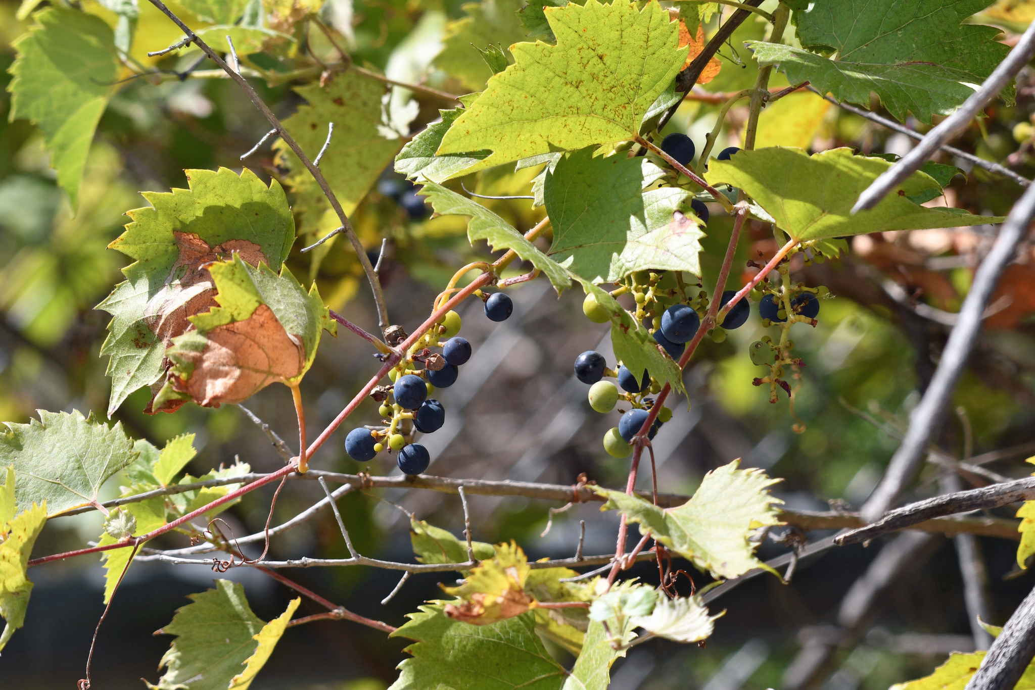 Vitis acerifolia