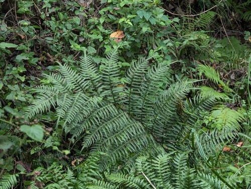 Pteris excelsa iNat (3)