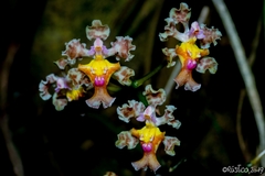 Trichocentrum oerstedii