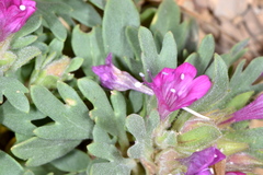 Collomia debilis