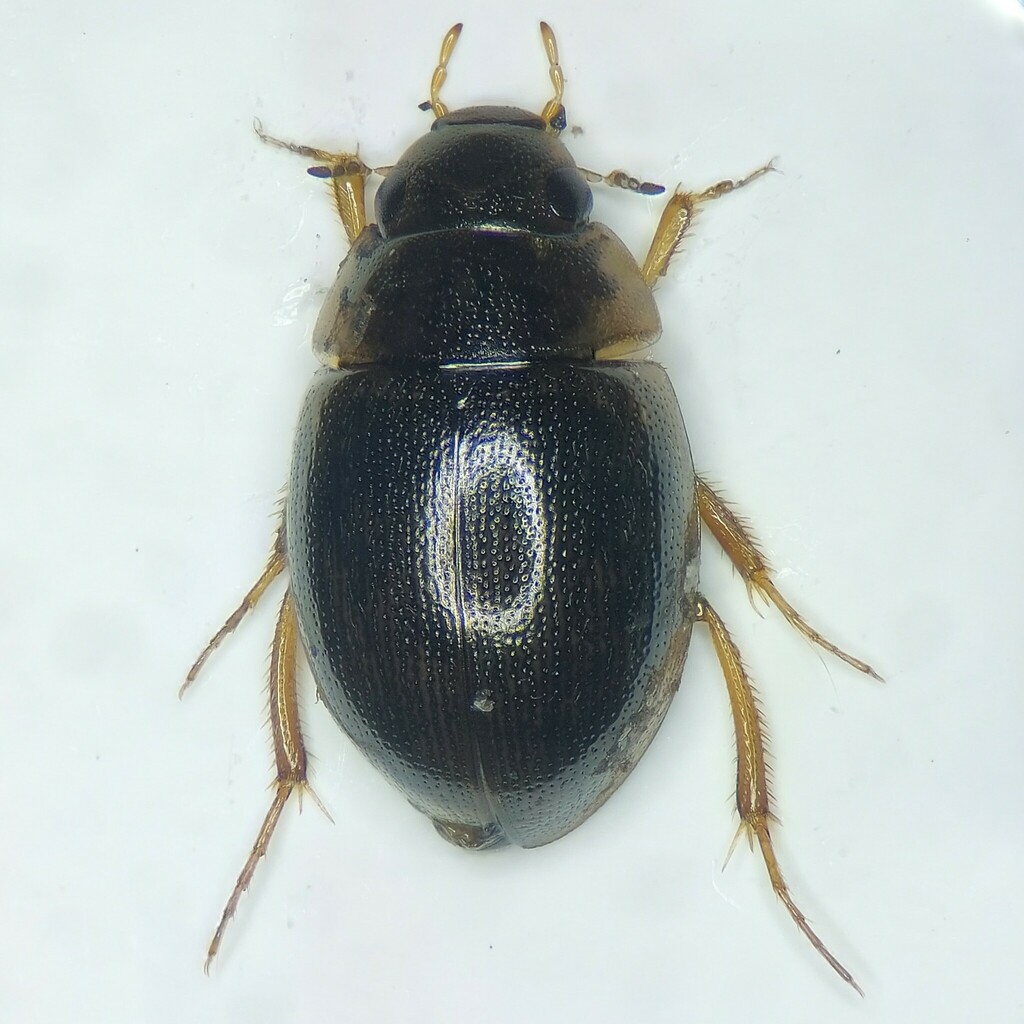 Laccobius bipunctatus