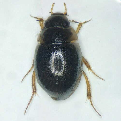 Laccobius bipunctatus