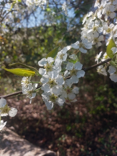 Foto de Nashi