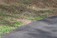 Spizella passerina passerina