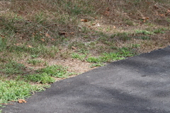 Spizella passerina passerina