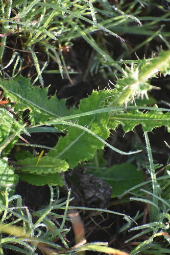 Image of Berkheya radula by (c) Justin Ponder, some rights reserved (CC BY)