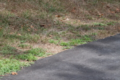 Spizella passerina passerina