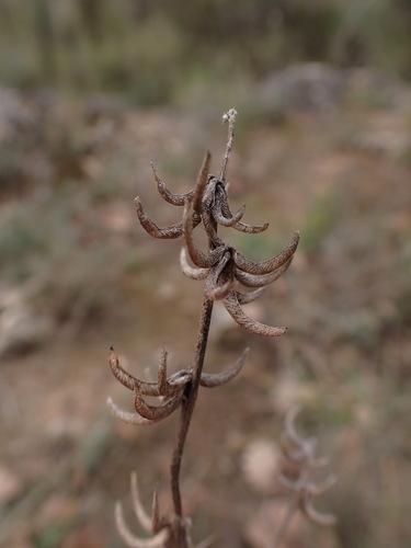 Image of Medicago monspeliaca by (c) Franck Cabot, some rights reserved (CC BY)