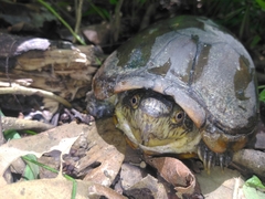 Kinosternon herrerai