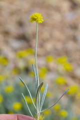 Eriogonum brevicaule