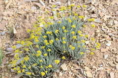 Eriogonum brevicaule