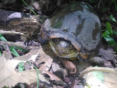 Kinosternon herrerai