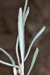 Eriogonum brevicaule