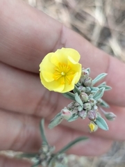 Crocanthemum glomeratum