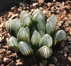 Haworthia