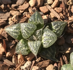 Haworthia
