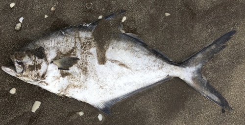 Argentine queenfish (Parona signata) — Carangidae — 2