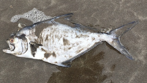 Argentine queenfish (Parona signata) — Carangidae