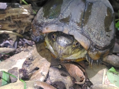 Kinosternon herrerai